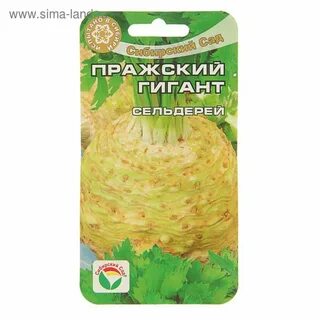 Семена корневой