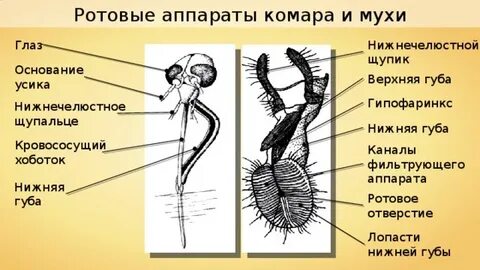 Колющие органы