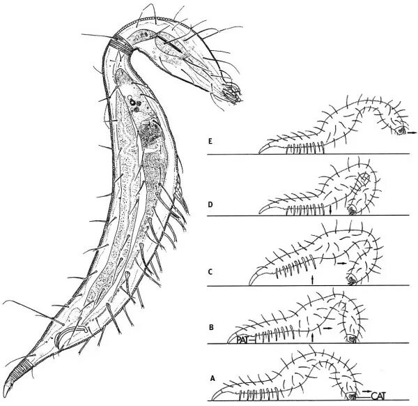 Спинно брюшном направлении. Жизненный цикл свободноживущих нематод. Нервная система нематод. Опорно двигательная система нематод. Голова свободноживущей морской нематоды.