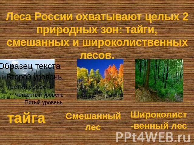 Раскройте особенности тайги смешанных и широколиственных. Раскройте особенности тайги смешанных и широколиственных