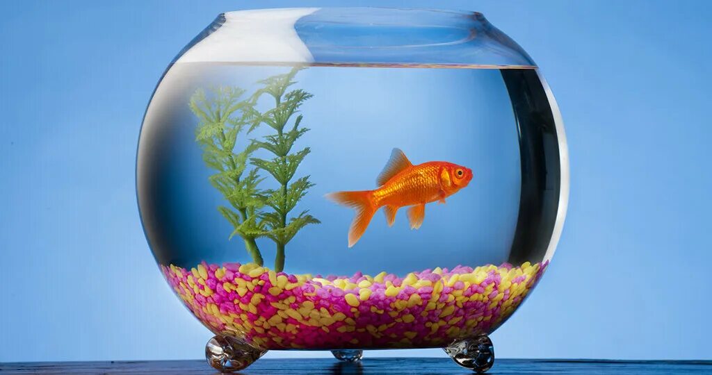 Pets fish. Аквариумные рыбки Рыбинск. Pedro Aquario. Fish Tank. Миллионеры рыбы в аквариум.