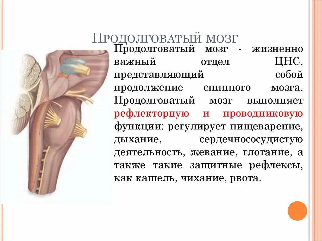 Роль продолговатого мозга. Продолговатый мозг. Продолговатый мозг строение. Продолговатый мозг строение и функции. Продолговатый мозг анатомия.