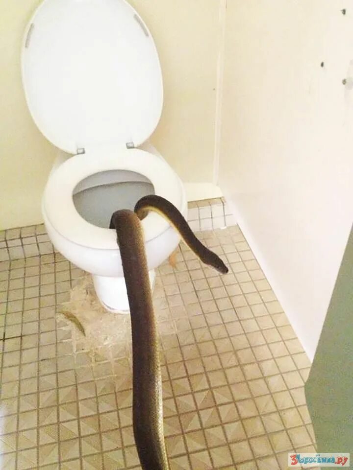 Почему не можешь сходить в туалет. Человек ходит в туалет по большому. Огромный унитаз. Змеи из унитаза в Австралии.