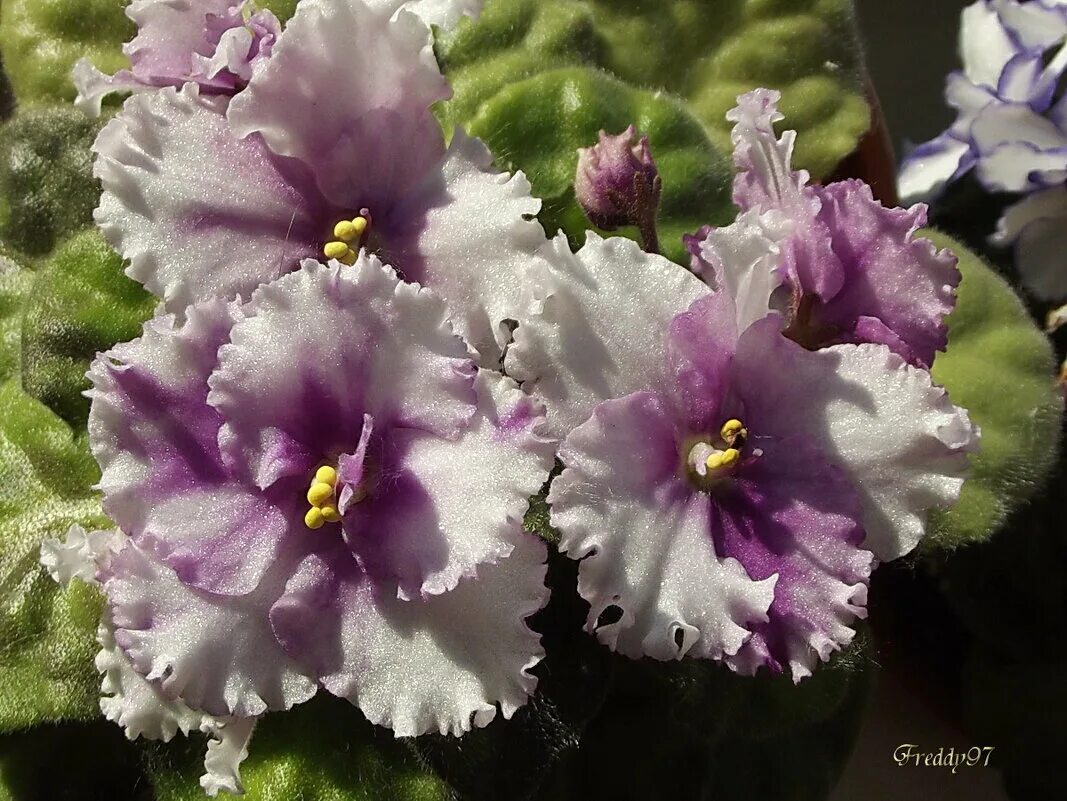 Автор фиалка. Фиалка той кастле. Автор фиалка. Сенполии фиалки химеры. Узамбарская сенполия фиолетовая.