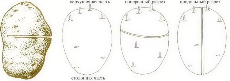 Сделайте кольцевой надрез. Поперечный надрез на семенном картофеле. Поперечный надрез на семенной картошке. Поперечные кольцевые надрезы на картофеле. Надрез картофеля перед посадкой кольцевой.