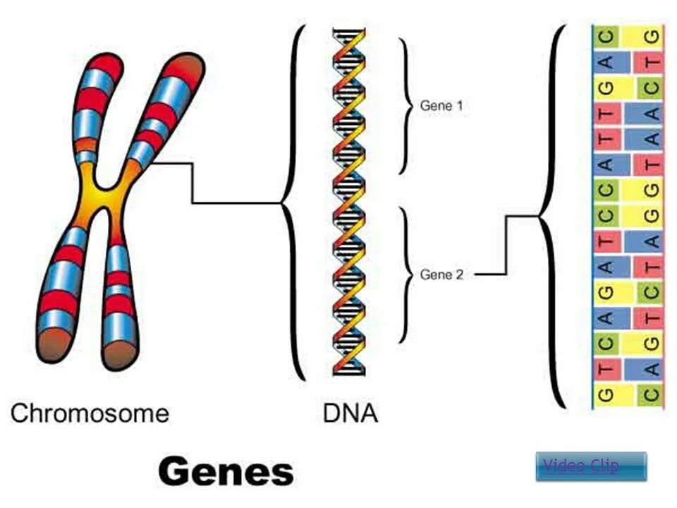 ДНК хромосомы гены. Хромосома ДНК ген схема. Строение ДНК хромосомы гены. Строение ДНК И хромосом.