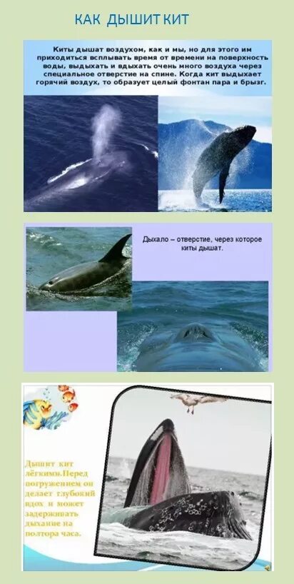 Дыхание китов. Дыхательная система китообразных. Чем дышит кит. Строение синего кита. Дыхание китообразных.
