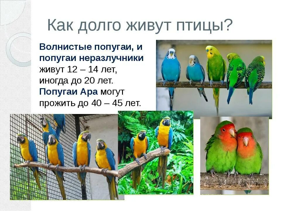 Попугай живет в среднем. Скольживут помугаи. Сколько лет живут попугаи. Сколько живут волнистые попугаи. Волнистый попугай срок жизни.