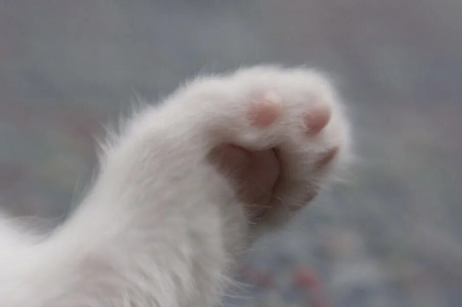 лапка кота. подушечки лап. белая лапа кота. белая лапка котика. белая лапа кота.
