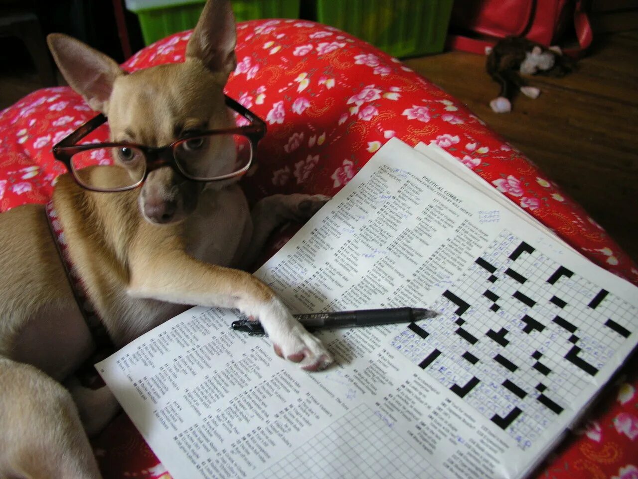 Отгадай смешно. Очень умные животные. Собака ученый. Собака разгадывает кроссворд. Пятерка умных животных.