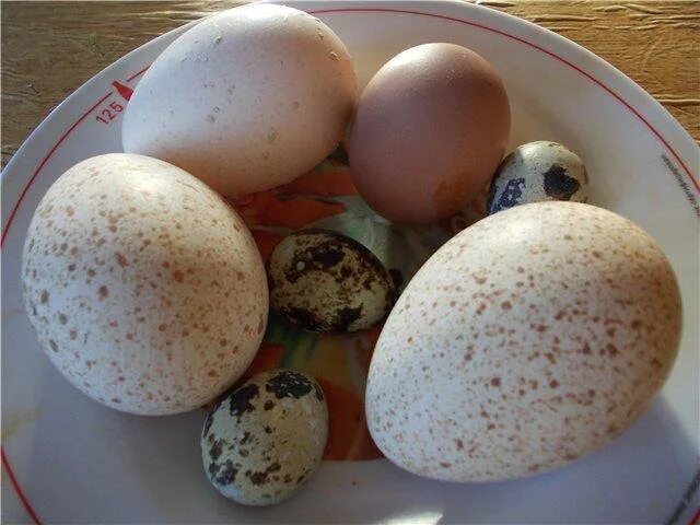 Яйцо 200 рублей. Цесарка яичная. Яйцо цесарки вареное. Куры цесарки яйца. Индюшиные яйца.
