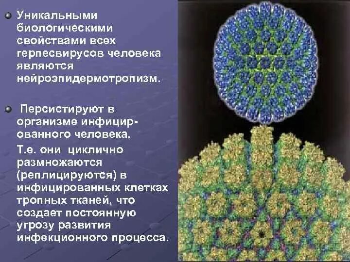Вирусы герпеса форум. Вирус герпеса презентация. биологические свойства герпесвирусов. свойства вирусов.