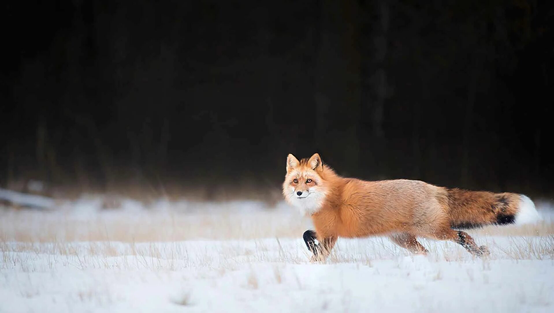 Лиса. Лиса в снегу. Обои на рабочий стол лиса. Лисица бежит. Fluffy fox