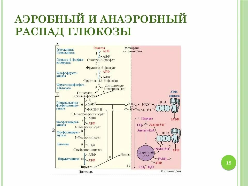 3 этап окисления глюкозы. Схема гликолитического распада Глюкозы. Схема реакции аэробного гликолиза Глюкозы. Аэробный дихотомический путь распада Глюкозы. Схема анаэробного распада Глюкозы биохимия.