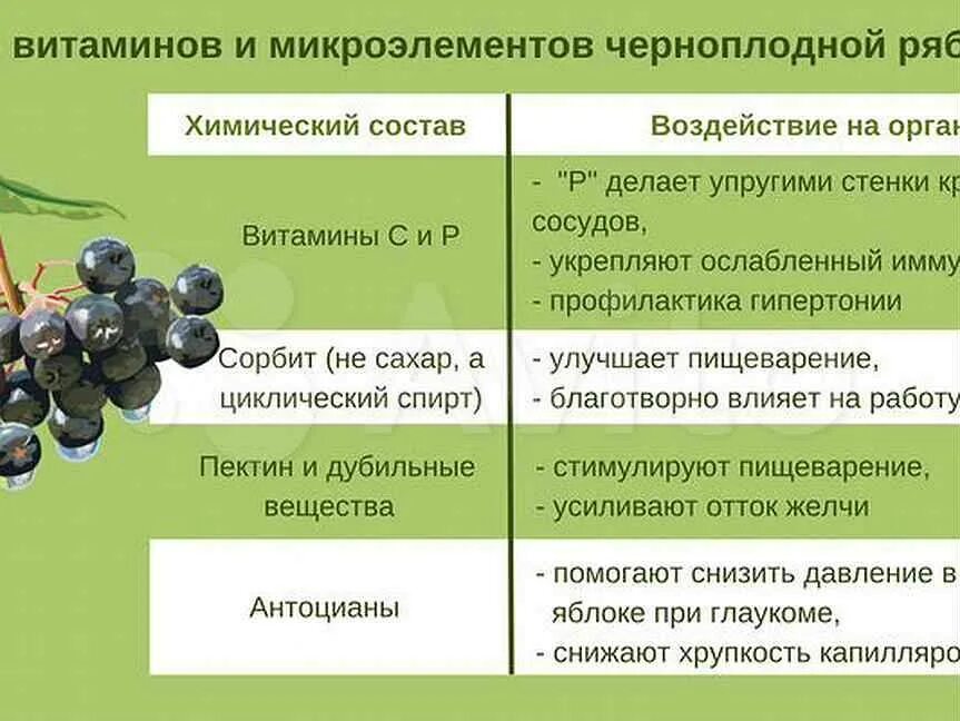 Можно ли черноплодку