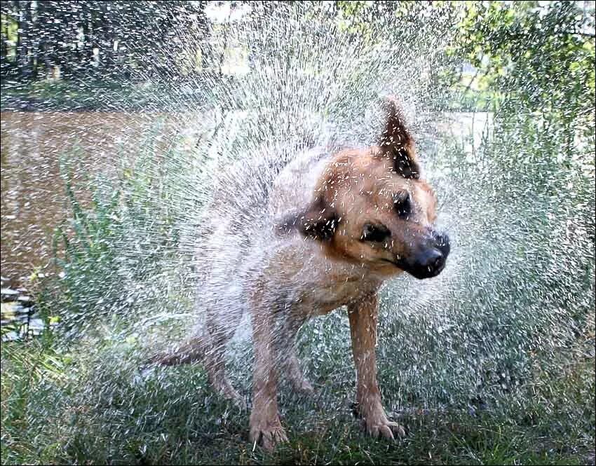 собачка в луже. собака под дождем. собака под дождем. собаки дождь. одинокая собака под дождем.