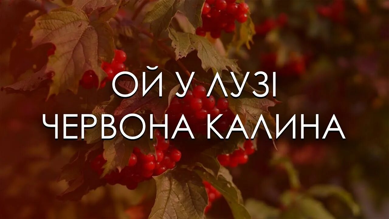 Червона калина. Ой у лузі червона. Червона калина слова. Ой у лузи черона калына. Калина песня на украинском.