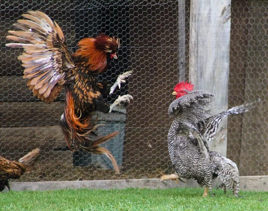 Cock fight. Боевой петух. Петух драчун.