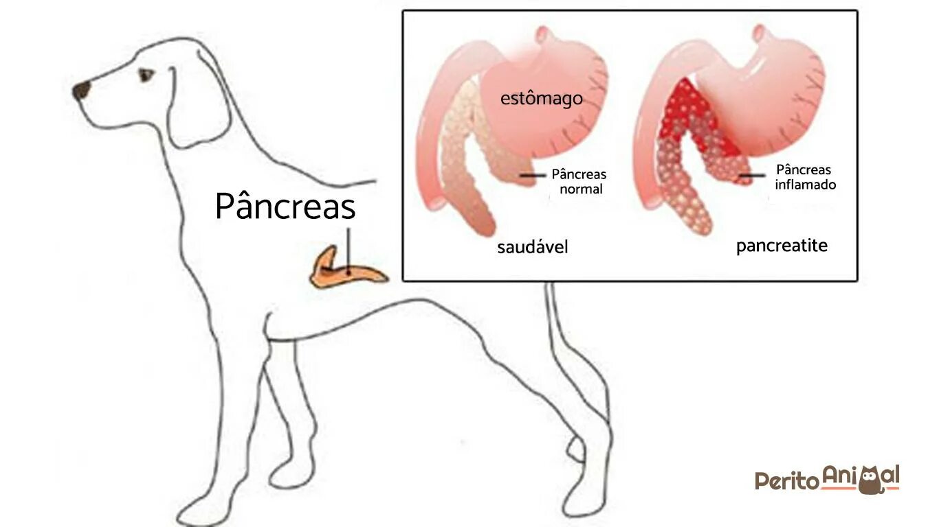 Где у собаки железы. Поджелудочная железа собаки анатомия. Острый панкреатит у собаки. Строение поджелудочной железы животных. Панкреатит у собак и кошек.