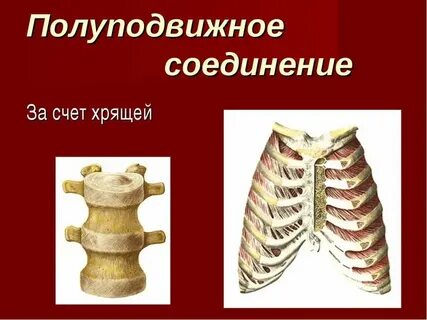 Состоит из подвижно соединенных между собой хрящей