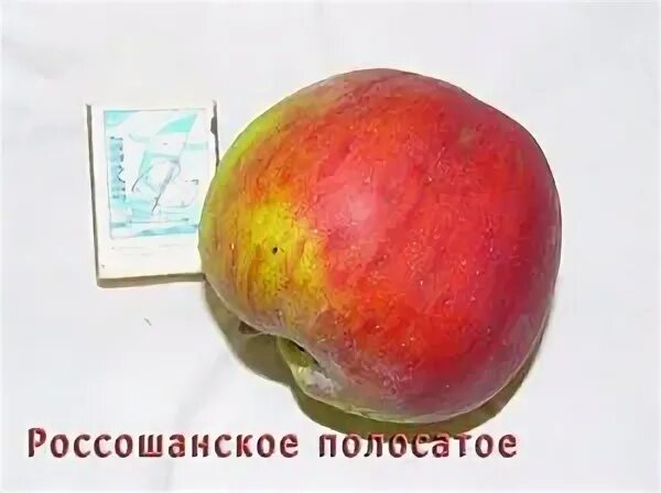 Яблоня сорт россошанское полосатое