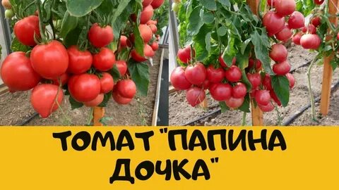 Томат папин