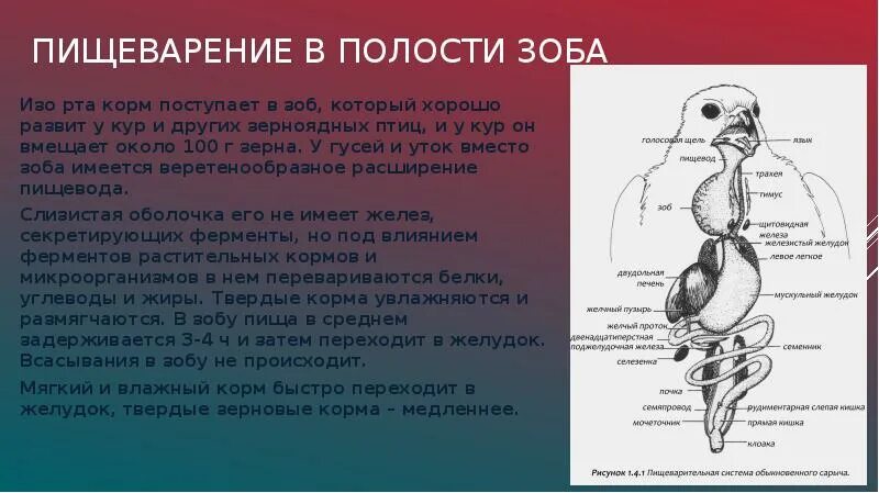 Пищевод зоб. Пищеварительная система птиц. Органы пищеварительной системы птиц. Пищеварительные железы птиц. Пищеварение зерноядных птиц.