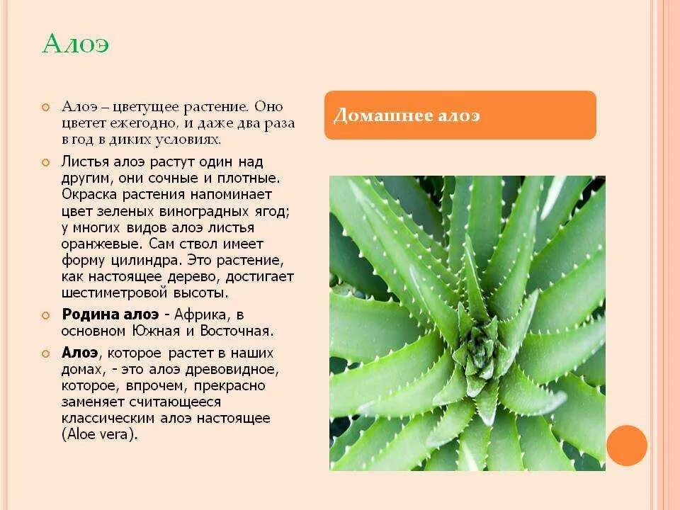 Алоэ слово. Алоэ характеристика растения. алоэ семейство кактусовых.