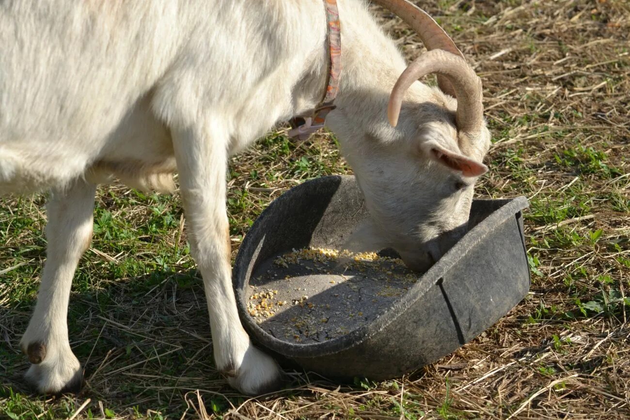 Чем кормят домашних коз. Коза. Корма для коз. Фкерма для коз. Кормление коз.