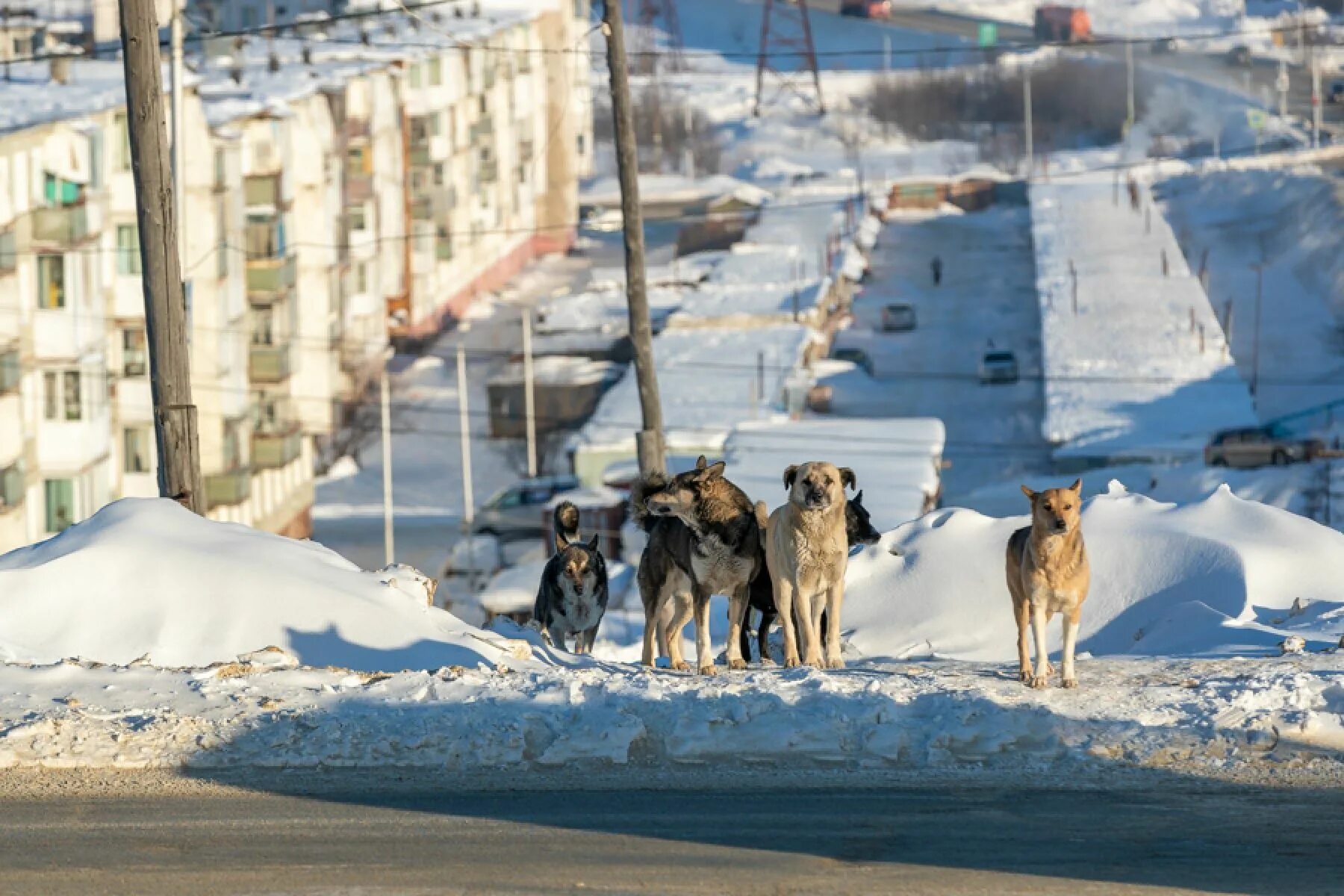 Собаки магадан. Щенок якутской лайки в магадане. Собаки магадан. Собаки в магадане. Приют кошачий ангел магадан.