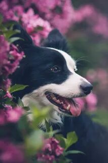 Her beautiful dog