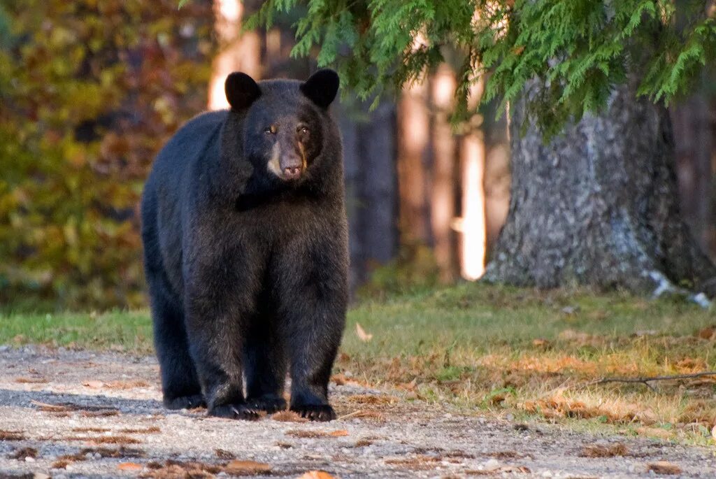 Медведь барибал умеет лазить по деревьям. Американский черный медведь Барибал. Барибал Северной Америки. Медведи-барибалы (Ursus americanus). Барибал и бурый медведь.