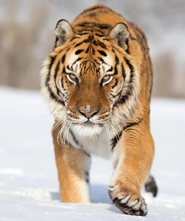 Дикий амурский тигр