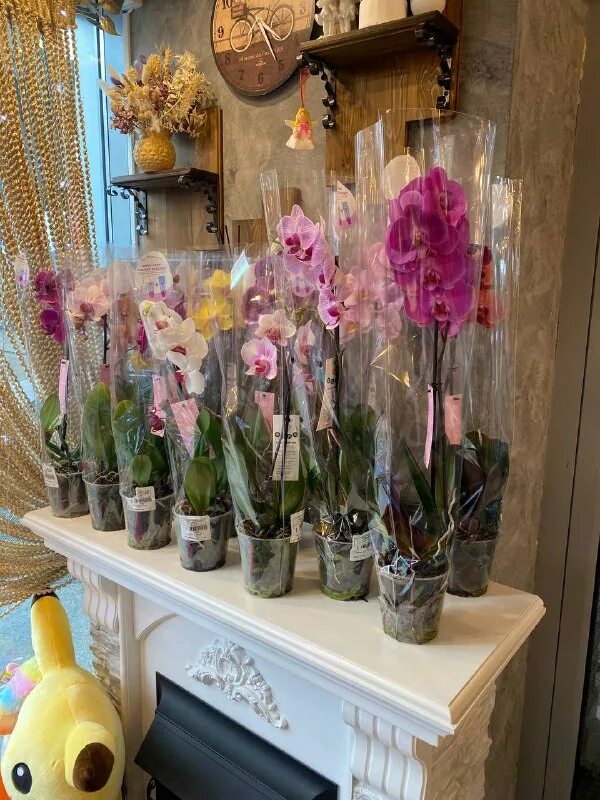 Как выбрать орхидею в магазине. Орхидея фаленопсис как выбрать в магазине. Фаленопсис election. Как выбрать фаленопсис. Орхидеи в цветочном магазине продаются.