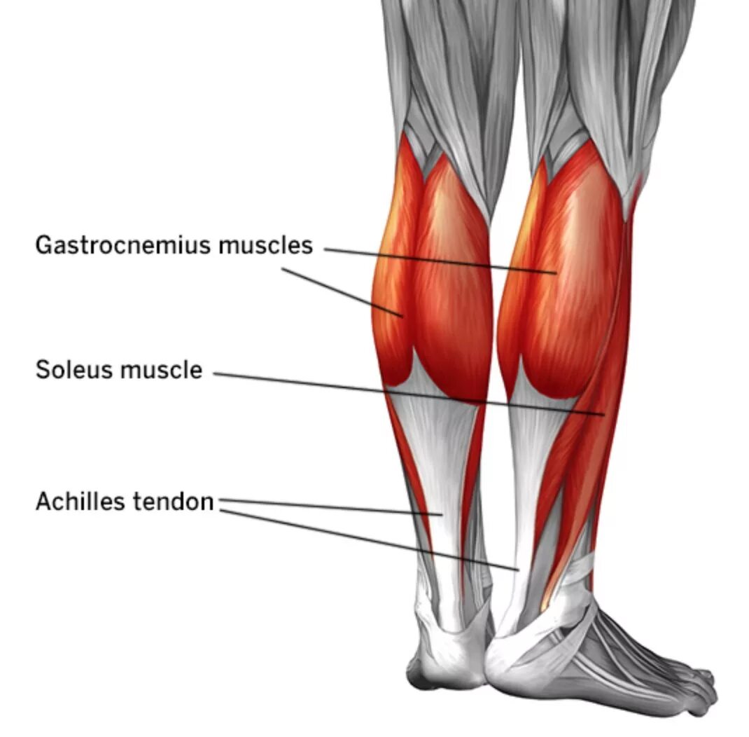 Почему болят сухожилия на ногах. Медиальная головка икроножной мышцы. Сухожилия икроножной мышцы анатомия. Икроножная и камбаловидная мышцы. Латеральная головка икроножной мышцы.