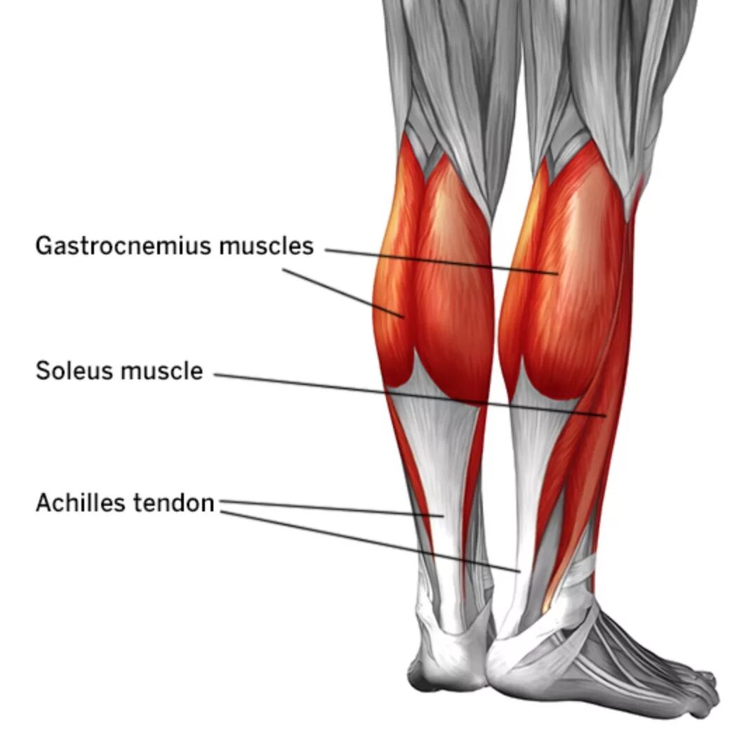 Медиальная головка икроножной мышцы. Сухожилия икроножной мышцы анатомия. Икроножная и камбаловидная мышцы. Латеральная головка икроножной мышцы. Почему болят мышцы икры