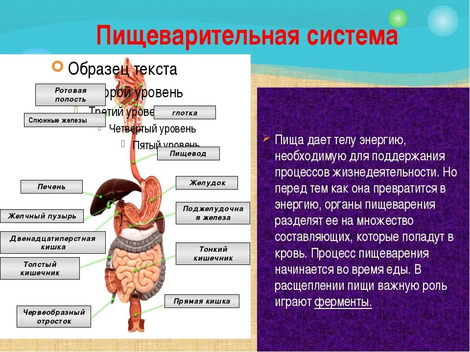 Пищеварительная система органов состоит 3 класс. Организм человека презентация. Презентация на тему организм человека. Окружающий мир органы пищеварения