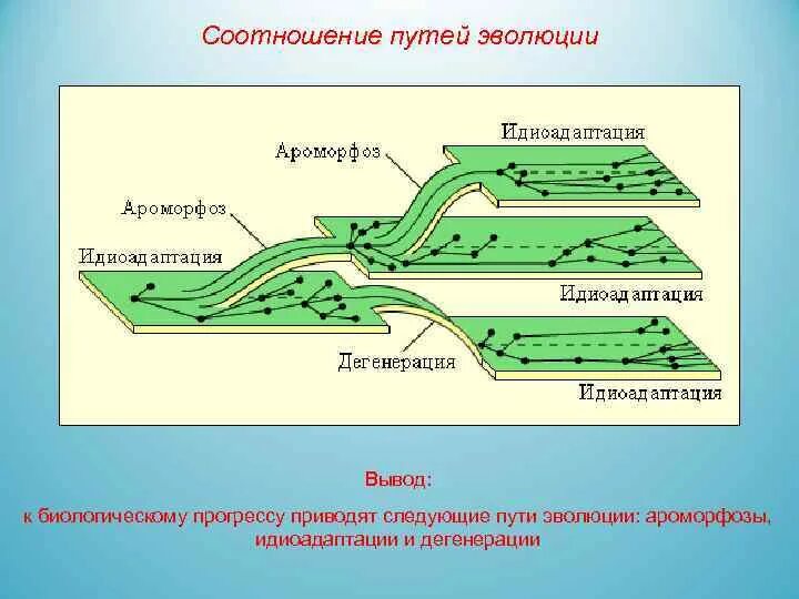 Пути эволюции примеры. Схема ароморфоза идиоадаптации и дегенерации. Ароморфоз схема. Адаптация идиоадаптация общая дегенерация. Направление биологического прогресса ароморфоз