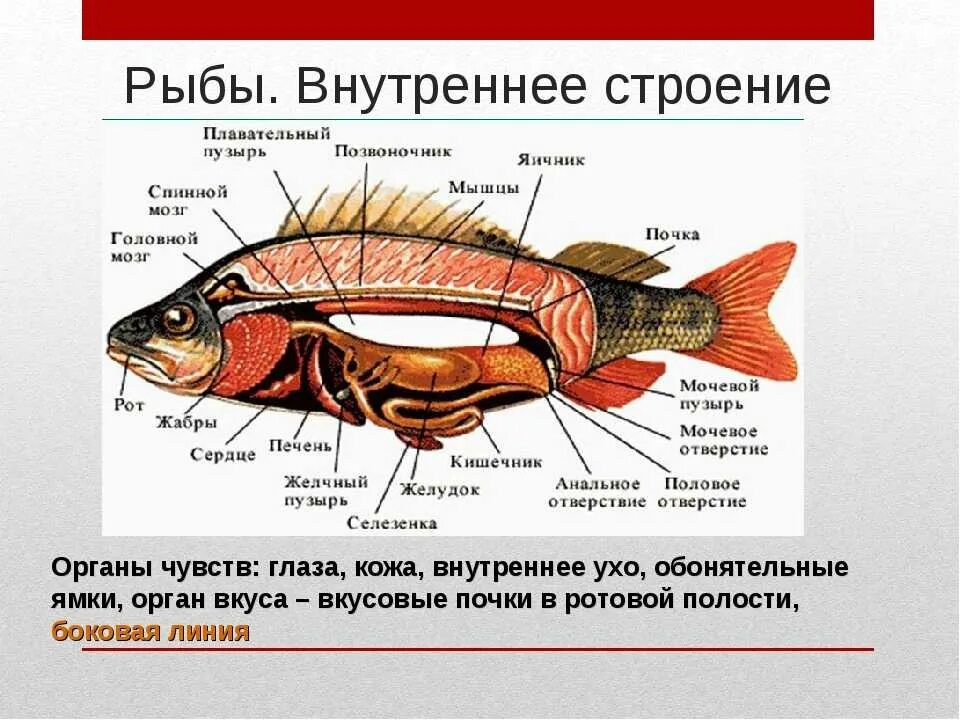 Внутреннее строение костистой рыбы. Характеристика систем органов рыб. Внешнее и внутреннее строение рыб. Внешнее строение костистой рыбы. Какое значение имеют глаза у рыб