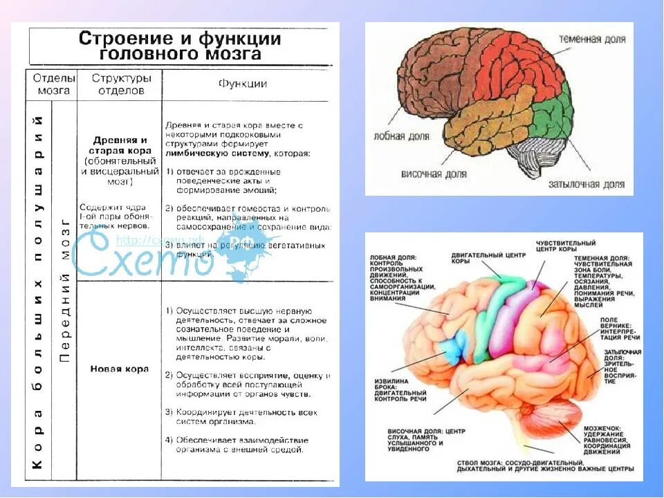 Центры головного мозга человека. Функции отделов коры головного мозга таблица. строение и функции отделов головного мозга таблица. мозговые отделы и их функции. большие полушария головного мозга строение и функции.
