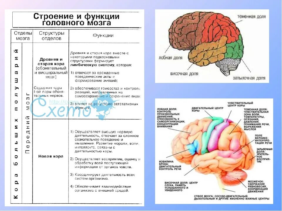 Значения коры мозга. Схема строения задних отделов головного мозга схема. Строение и функции отделов головного мозга биология 8 класс. Функции больших полушарий головного мозга 8 класс биология.