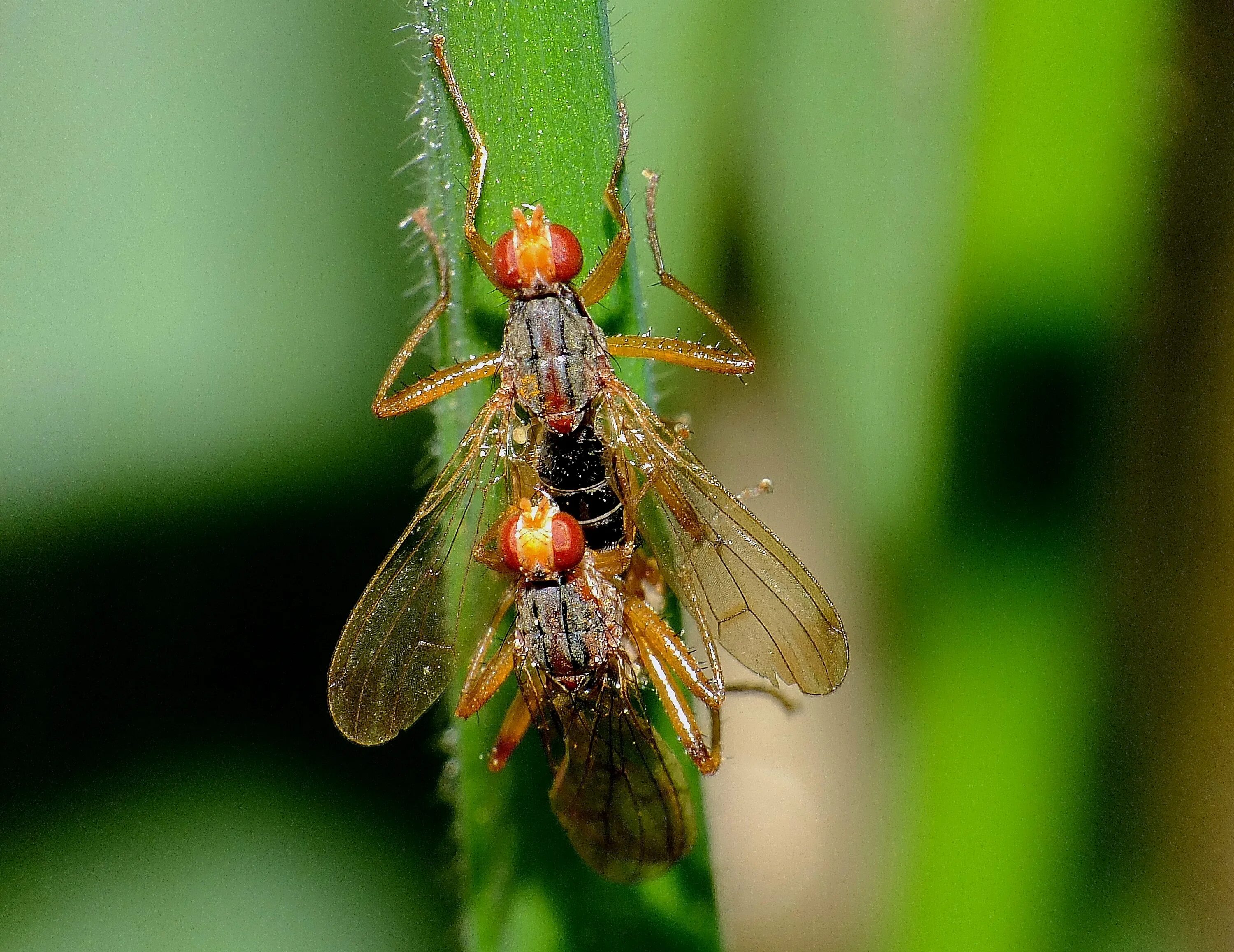 коромысло большое (aeshna grandis). как называются летающие насекомые. как называются летающие насекомые. летающие насекомые. летающие насекомые.