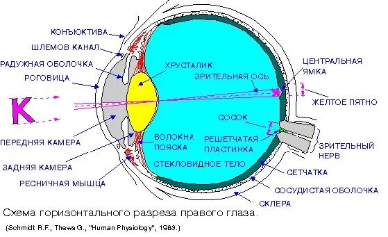 Эволюция методов лазерной коррекции зрения: от ФРК до ReLEx SMILE