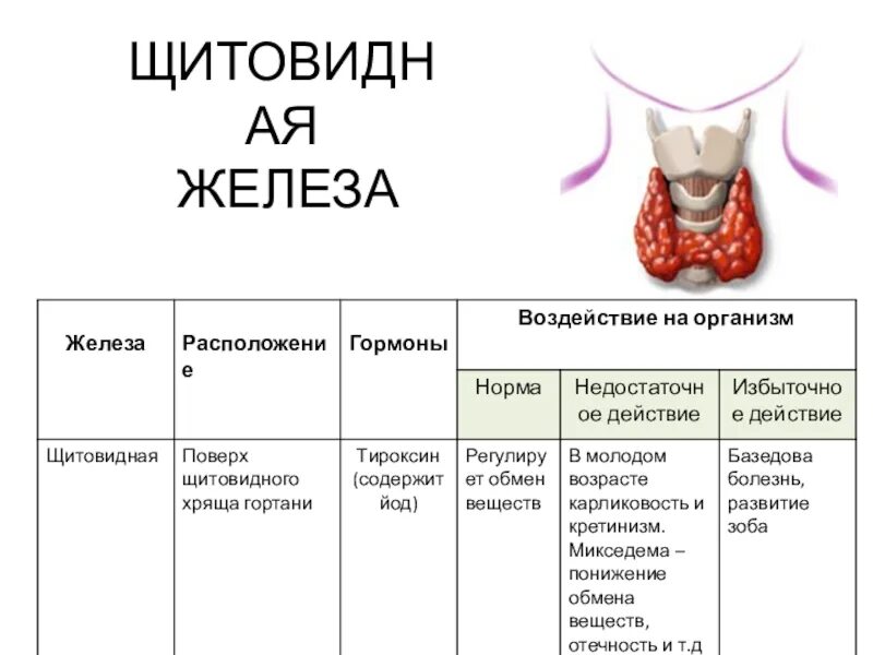 Перечислите функции железа. Железы внутренней секреции 8 класс биология. Внешняя и внутренняя секреция. Щитовидная железа презентация 8 класс.