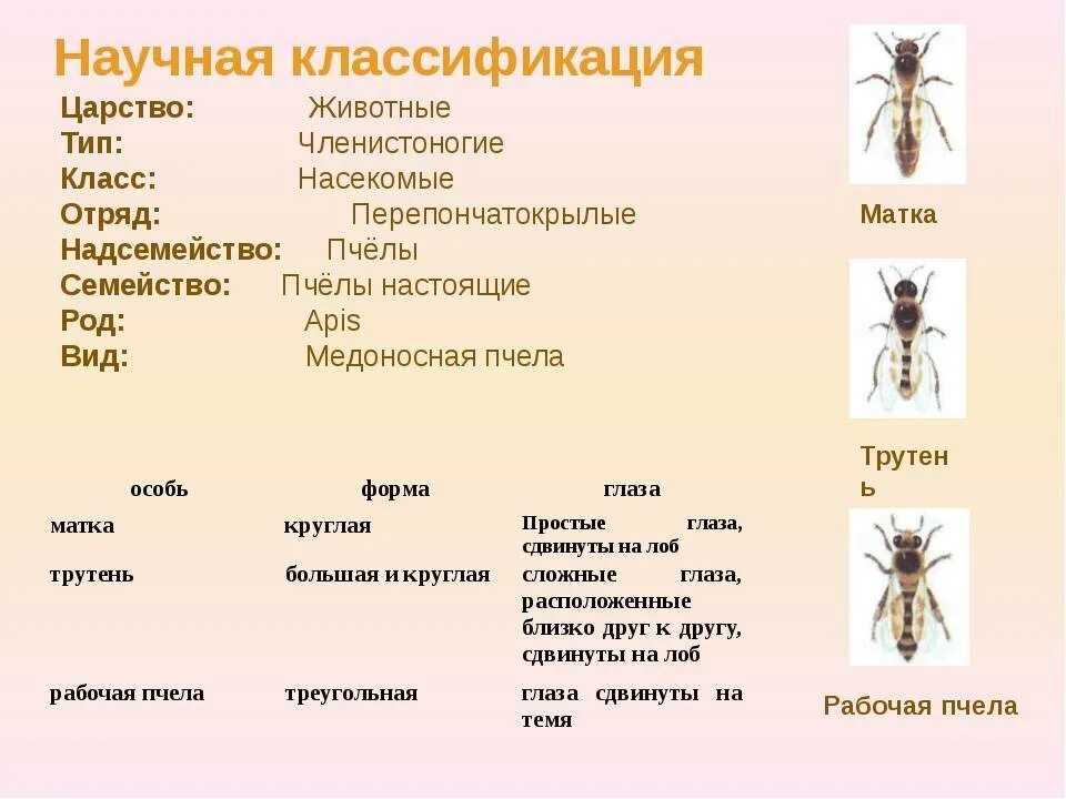 Классификация животных окружающий мир 3 класс. Царство животные Тип Членистоногие класс насекомые. Классификация пчел. Классификация пчелы медоносной. Пчёлы классификация биология 7 класс.