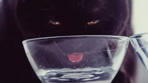 Дали кот вода