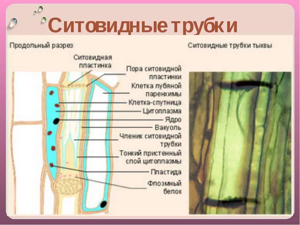 Какую функцию ситовидные трубки у растений. Строение ситовидных трубок растения. ситовидные трубки флоэмы растений. ткань ситовидных трубок листа. клетки растения ситовидные трубки.