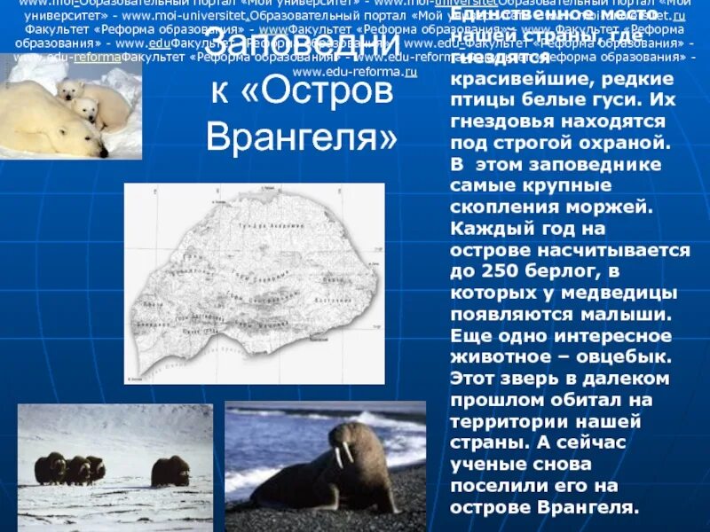 Остров врангеля какие животные под охраной. Зона арктических пустынь заповедник остров врангеля. заповедники арктики остров врангеля. заповедник остров врангеля природная зона арктика. остров врангеля арктика сообщение.