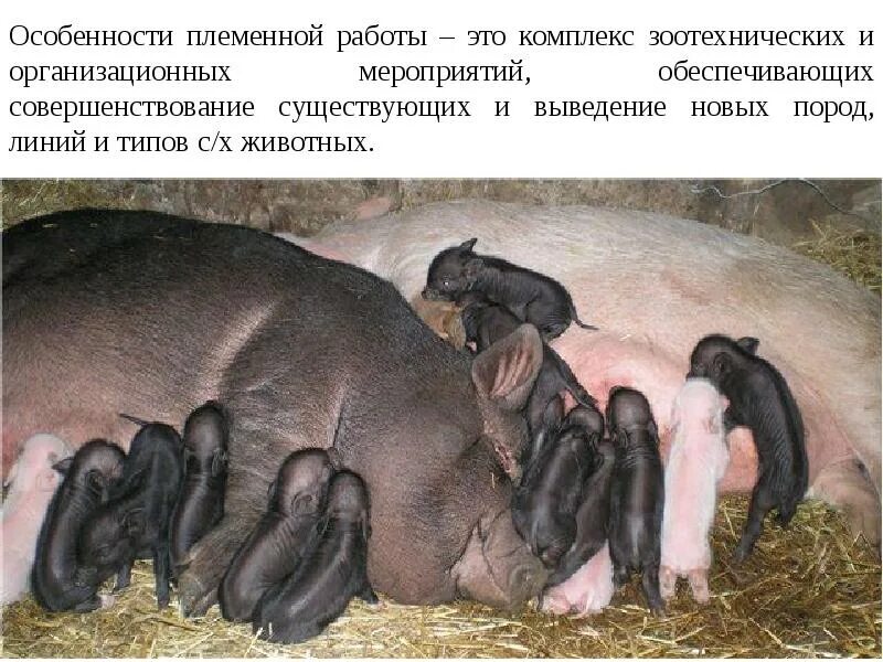 Племенной почему нн