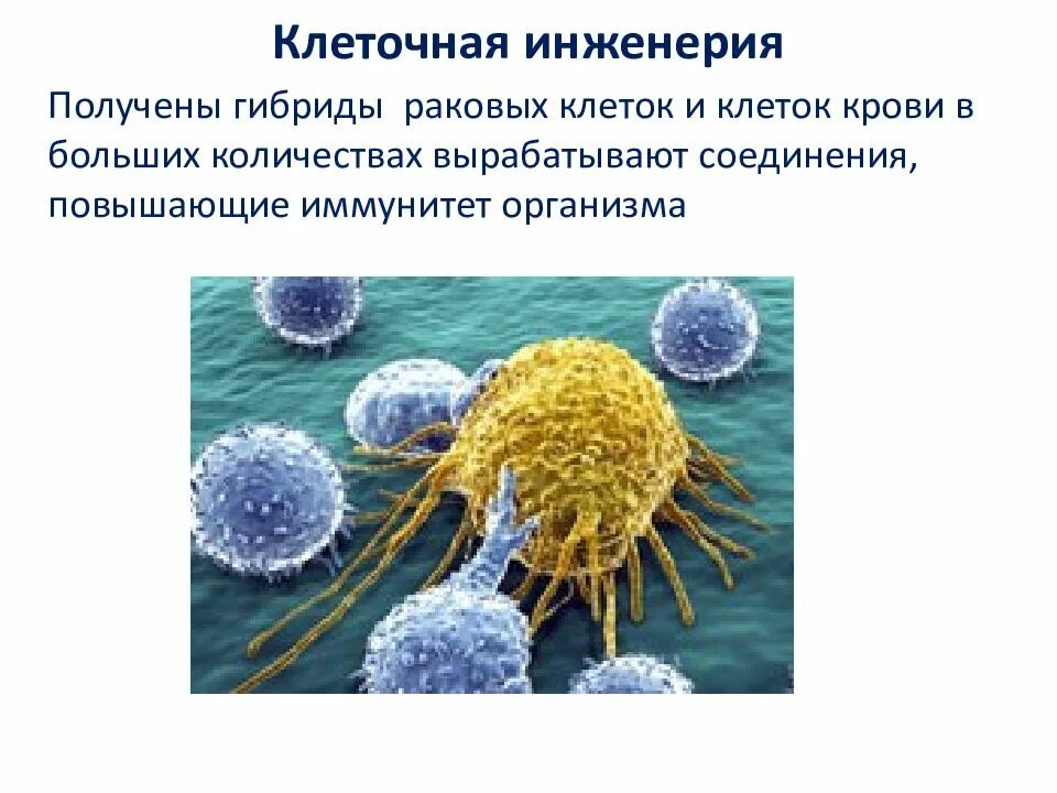 Инженерия микроорганизмов. Методы клеточной инженерии. клеточная инженерия примеры. клеточнаяная инженерия. клеточная инженерия презентация.